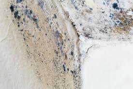 Professional Mold Prevention & Removal  in Dorneyville, PA